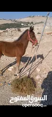  2 مهر العمر ثلاث شهور 20   يوم