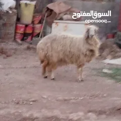  3 اقره الوصف