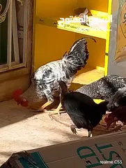  1 ديك كبير جدا بالصوره عمر سنتين للبيع يوجد ديك  بعمر الثمانيه اشهر العدد 2 في سعر 8