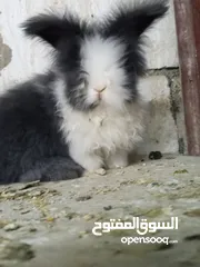  1 ارانب انجورا أصليات افراخ وكبار