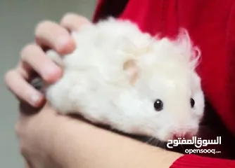  6 هامستر لطيف للبيع احجام