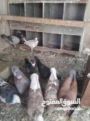  3 حمام احجام كبيرة للبيع لعدم التفرغ  ست جواز