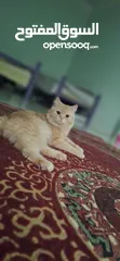  7 Persian cat