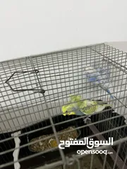  3 طيره   تراكيب. سبانجل. وذكر تراكيب.  ريمبو جاهزات تب نضافه