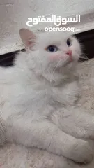  1 قطط نثيه عيونها زرك
