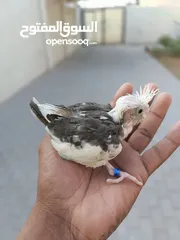  4 cockteil white face chick