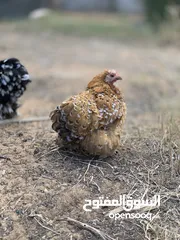  3 دجاج استرالي