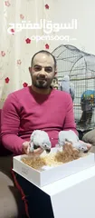  6 اجمل تشكيلة ببغاوات اليفه ومتكلمه