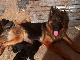  1 German shepherd black and tan