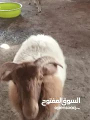  6 خرفان بلدي اضاحي