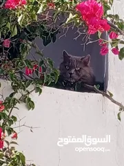  6 قط بريطاني ذو الشعر الطويل(السعر قابل لتفاوض سبب البيع السفر