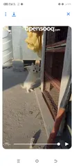  9 كلبه انثى شيواو موجود في اربد حنينا للبيع  موجود في اربد حنينا كلب اشي مرتب .؟.......