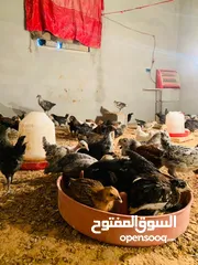  1 دجاج للبيع