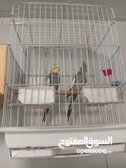  3 زوجين كوكتيل ماكنات انتاج تبارك الله صحه ونظافه وجمال مع اقفاصهم واكواخهم وتحتهم بيض