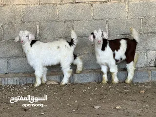  6 ذبائح عمانيه مع الذبح والسلخ
