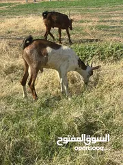  2 ذبايح صلاله  للبيع ب 45 ريال