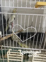  1 جوز كوكتيل طفرات