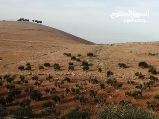  1 ارض للبيع مفروزة بقوشان مستقل  مزروعه زيتون واصلها شارع مرسوم