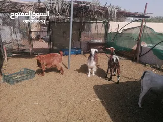  4 اغنام وجعد للبيع