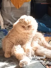  20 القطط الصغيره عمرهااا 2 شهرين ..القطط الكبيره عمرها 8شهور .. القط الاحمر سنه و3شهور