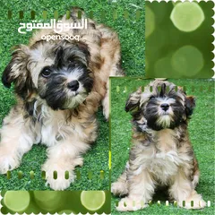  1 2 months Havanese Female puppy