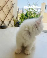  1 Turkish Angora(2months)-1 Vaccination and Dewormed