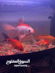  11 اسماك زينه وحوض سمك مع جميع ملحقاته