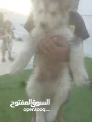  3 جرو هاسكي ذكرللبيع