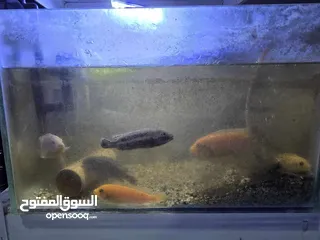  1 all for free ...aquarium, fish and fish food..