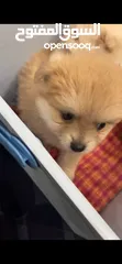  11 Pomeranian بومارينيان