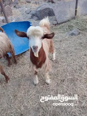  2 تيس للبيع عمره 9 أشهر