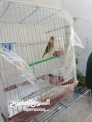  5 بندوق حسون  بحككي حسون مرفق فيديو نار لتعليم الفراخ