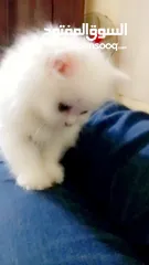  16 بسه شيرازيه للبيع عمرها تقريبا شهر