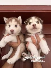  11 Husky puppies 40 days old pure breed