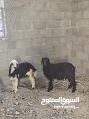  2 حملات البيع