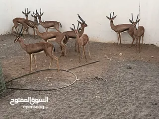  1 الغزال العربي ( الديماني)