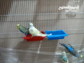  2 Budgies for sale