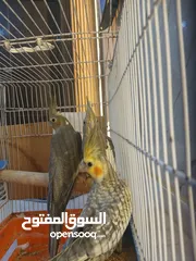  3 طيور كوكتيل كوكتيل