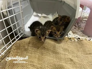  2 Bengal Kitten Male And Female For Sale