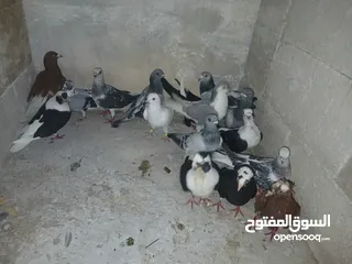  22 كوم كامل للبيع  دينارين ونص الحبه زق وكش الفحول كلها كش