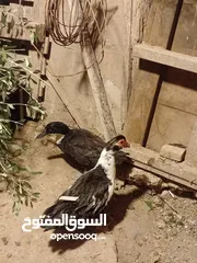  3 دجاجه بندوقة باكستاني تريد أن ترقد وجوز بط عمر سنه بلدي وصحه تمام