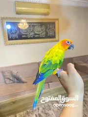  1 ببغاء صن كنيور عباره عن لعبه  تفاصيل عبر الرقم