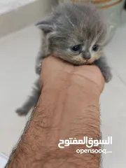 4 days persian kittens