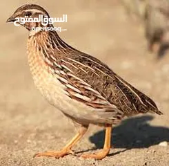  1 مطلوب طيور سمان جامبو