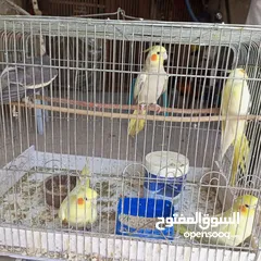  7 عصافير كوكتيل .أليف