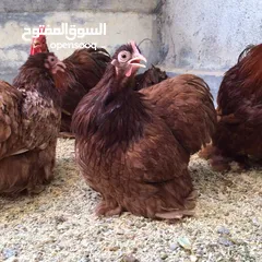  1 كوشن شوكلت