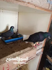  3 جواز حمام زق للبيع تحتهم بيض وفراخ .شغالات ومكفولات .وسعر خاص للكوم