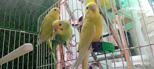  11 طيور حب  عصافير حب   ببغاء حب  بادجي   طيور  عصافير  ببغاء