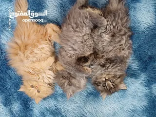  2 قطط مكس شانشيلا وهمالايا