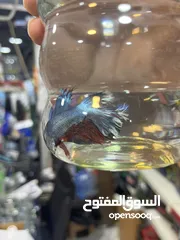  3 فايتر طفرات بتجنن هاف مون بيور وطفرات نادرة وأسعار تناسب الجميع ما عليك الا تتصل وتحجز